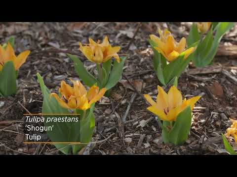 Video: Kas ir tulpju sugas: kā sugas tulpes atšķiras no hibrīdiem