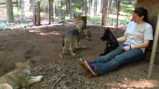 Bays Mountain Wolf Puppies Howling