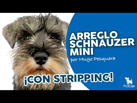 Cómo cortar el pelo a un Schnauzer Miniatura | Técnica de stripping y tijera | Peluquería Canina