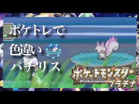 ポケトレ パチリス色違い2匹ゲット プラチナ Shiny Pachirisu Youtube