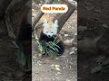#Red_Panda #BiblicalGarden #Israel #Jerusalem #🇮🇱🇮🇱