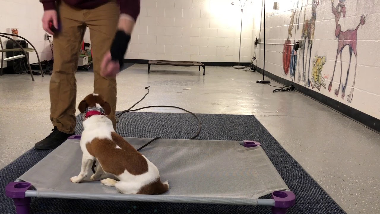 Jack Russell Scooter Recall to Place - YouTube