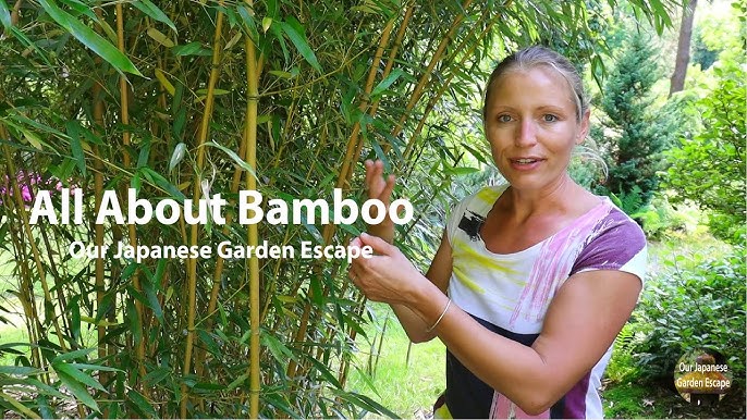 Black Bamboo - All You Need to Know  Our Japanese Garden Escape 
