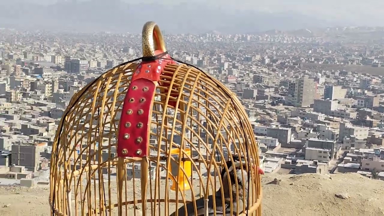 #کبک#درقفس# خواندن در هوای پاک از بلندی های کوه چهل دختران نمای از لنز کمره غرب کابل.