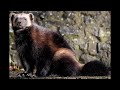 50 fascinating fast facts about wolverines