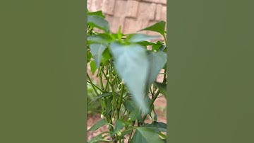Result Pruning your Pepper