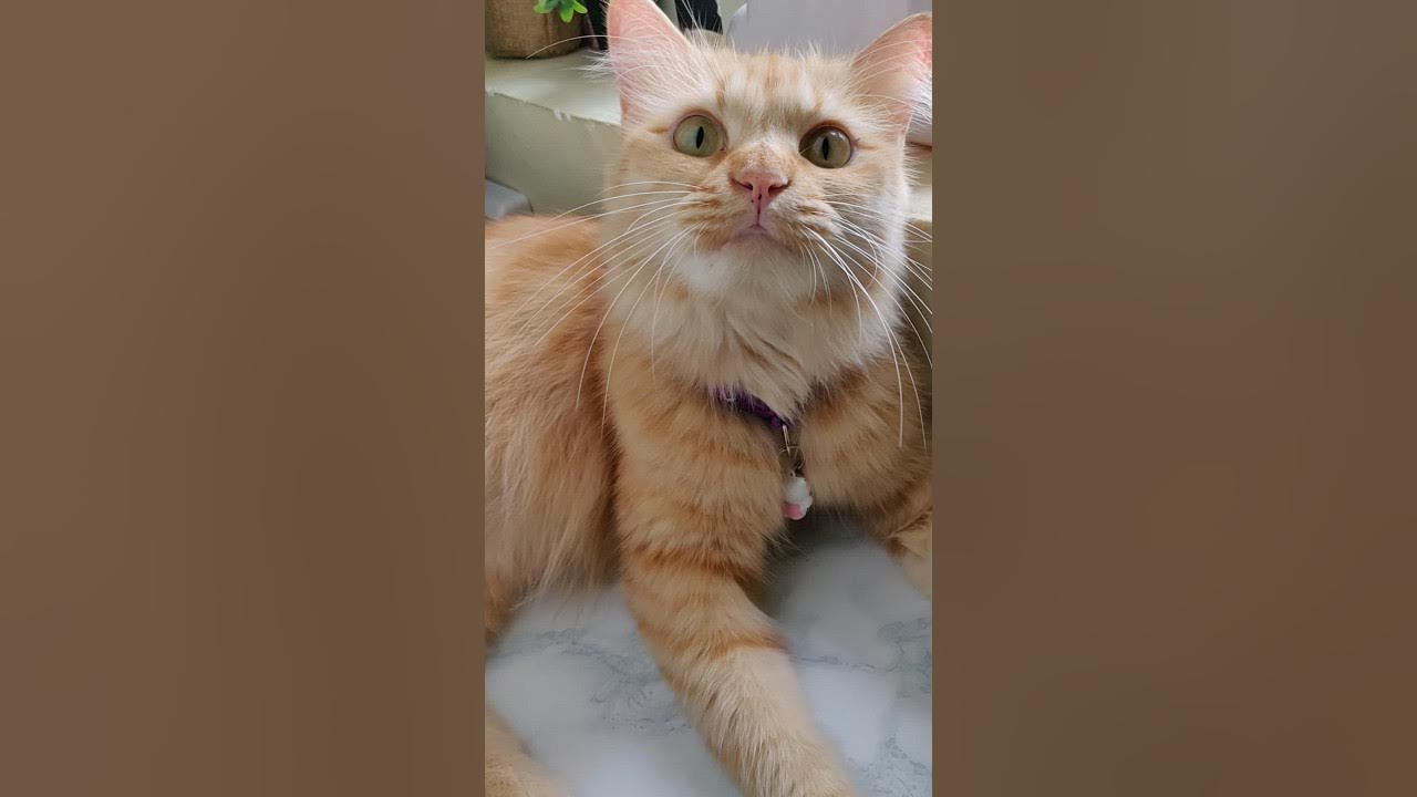 chub-chub-meowing-in-the-morning-catshorts-catvideo-cats