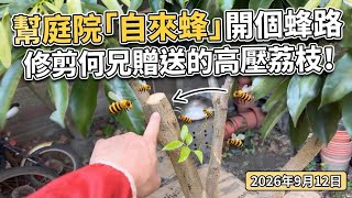 幫庭院「自來蜂」開個蜂路，修剪何兄贈送的高壓荔枝！2026年9月12日