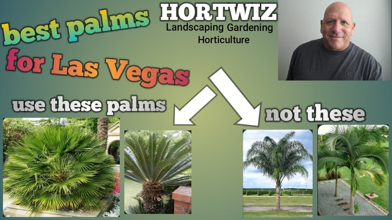 Best Palm Trees for Las Vegas