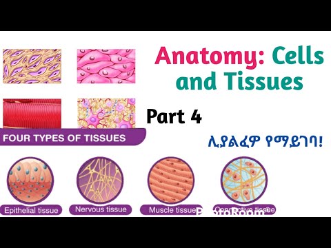 ቪዲዮ: Nucleolus ማን ያደርጋል?