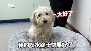 Ascites dog, the condition is getting better day by day, it is not easy.