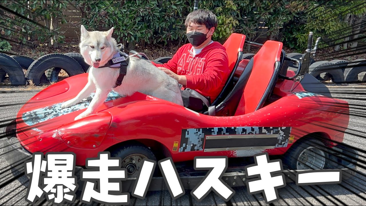 Amusement Park & ​​Zoo] A thrilling day of playing with husky dogs