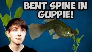 Bent Spine In Guppies