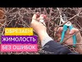 НЕ ДОПУСТИТЕ ОШИБОК!! ТОНКОСТИ ОБРЕЗКИ ЖИМОЛОСТИ!