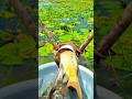 Incredible River Fishing: Catching Double Hilsa witha Pipe Trap#fishing #fish #handfish #pipefishing