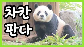 [118회]착한 판다 | 루이의 후이 몰이 | 강루이의 강바오할부지 사랑 | 후이의 끝나지 않는 먹방