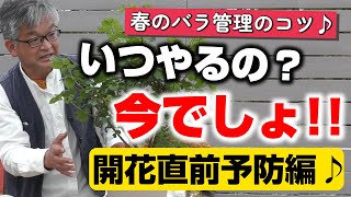 【バラの育て方】春のバラ管理のコツ♪いつやるの？今でしょ！！開花直前予防編♪（2022年4月22日）