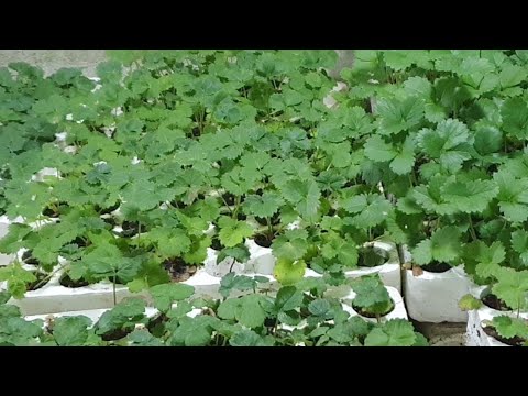 Video Đông Đến Rồi Bà Con Ơi Lạnh Teo Luôn Cây Giống Xuống... - youtube