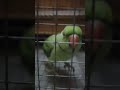 pagal mithu #parrot #talkingparot #fashiontrends #birds #summerfashion #trending #funny #viral