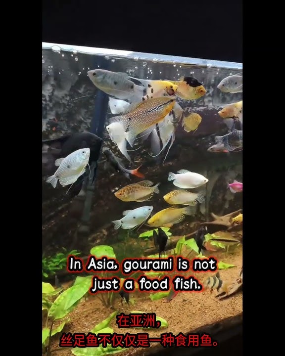 Why is Gourami Nicknamed the Most Patient Fish? #viral shorts #cute #history