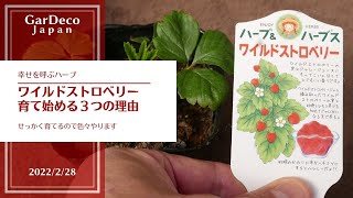 【幸せを呼ぶハーブ】ワイルドストロベリーを育て始める３つの理由