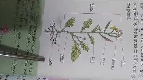 Class-4, Subject-Science, Video-2, Chapter-6(Plants in the surroundings & environment) by Mrs Varsha