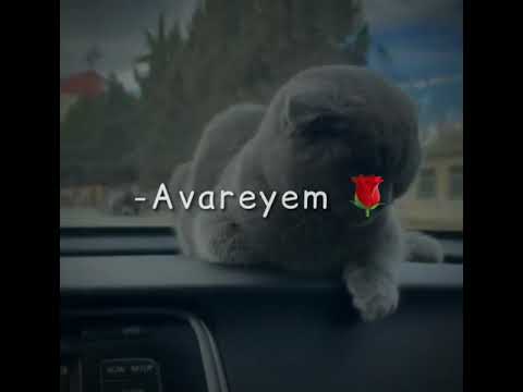 🙃🖤Avareyem men/Whats App üçün sevgi videoları😍/Maraqlı Statuslar🌹/Sounds App yazili🎶/ #newstatus🪄.