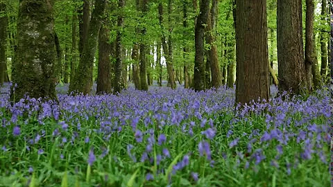 Forest Birdsong Nature Sounds-Relaxing Woodland Bluebells Bird Sounds-Meadow Ambience Birds Singing