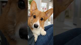 My corgi can’t leave me unsnoopervised