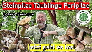 Erste Steinpilze, Täublinge und Perlpilze - Pilze Ende Mai 2024