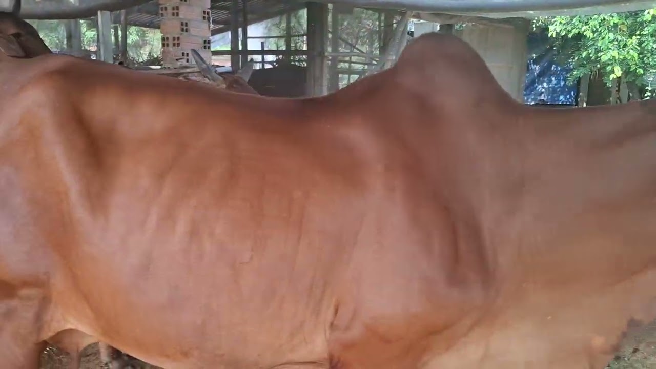 21thanh2 lh0906637793 cai chua 8thang gia 35.5tr