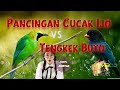 Racikan Ampuh Masteran Cucak Ijo Nembak Tengkek Buto Full Isian Mp3 - Mp4 Download