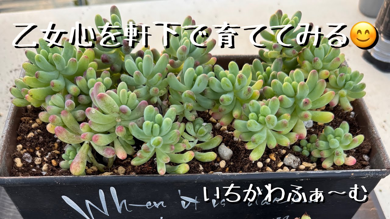 Trying to cultivate a maiden's heart under the eaves - YouTube
