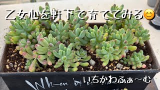 Trying to cultivate a maiden's heart under the eaves - YouTube