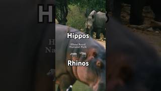 A day in Hlane Royal National Park 🦏 #wildlife #hippo #rhino