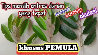 entres durian yang bagus dan tepat
