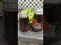 Masak daun kucai dan cincau cokelat ketika 1 jam lagi berbuka