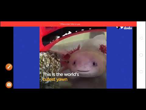 Axolotls Have The