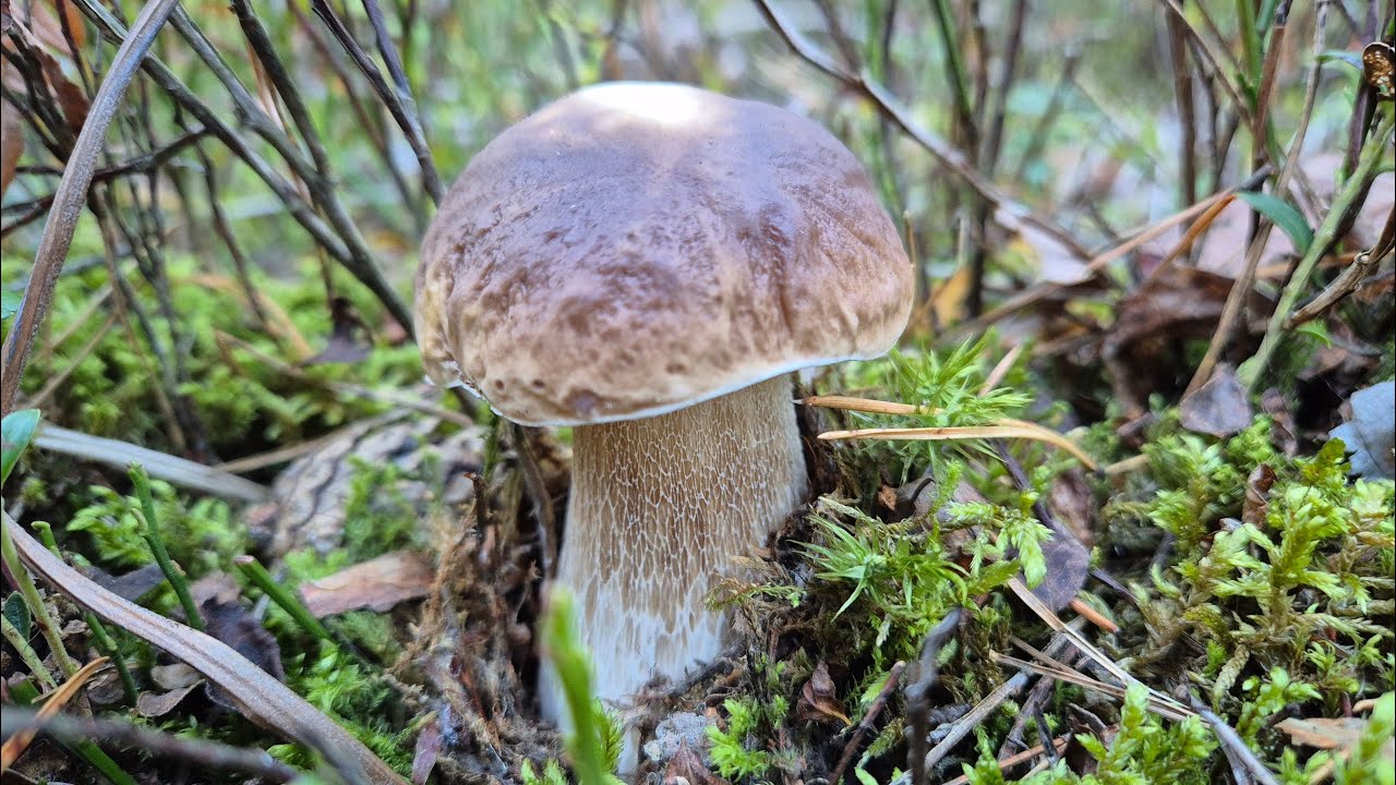 PIĘKNE PRAWDZIWKI I PODGRZYBKI🍄 CUDOWNA PUSZCZA🌲MROŹNE PORANKI, ALE GRZYBY CUDNE🍄 GRZYBOBRANIE 2025