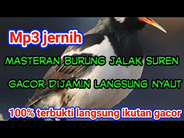 suara pancingan burung jalak suren cukup satu menit dijamin langsung nyaut MP3 jernih class=