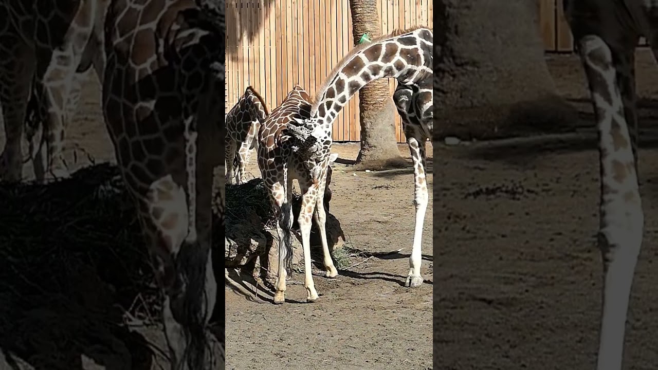 Male giraffes sniff females to determine the reproductive status