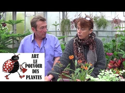 Vidéo: L'hivernage des plantes d'asclépiade - En savoir plus sur les soins d'hiver de l'asclépiade