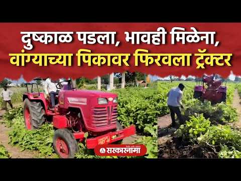 दुष्काळ पडला, भावही मिळेना, शेतकऱ्याने वांग्याच्या पिकावर फिरवला ट्रॅक्टर, Chalisgaon Dushkal News