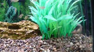 South American bumblebee catfish (Microglanis iheringi) stuck in vase