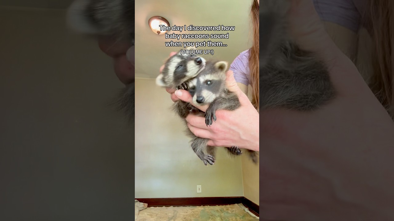 I am a wildlife rehabber! However- Raccoons aren’t my normal species so , this was new to me 😂 🦝