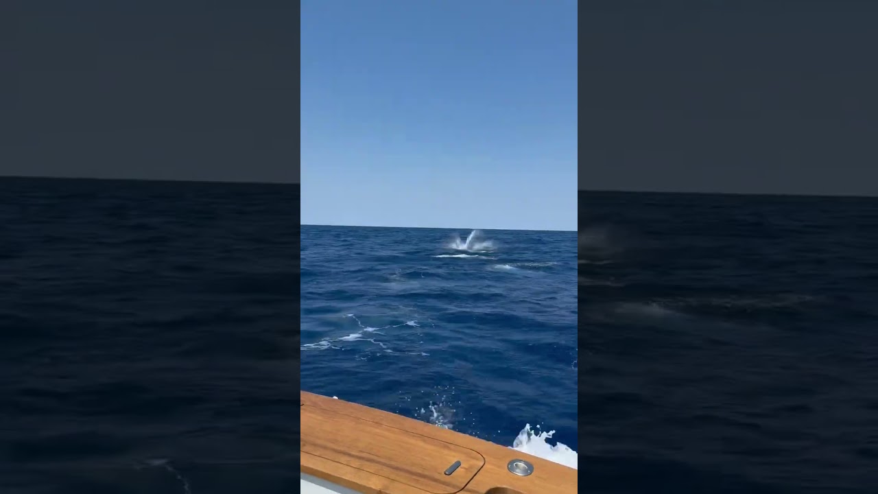 End Game Sportfishing - Big Rock Blue Marlin Tournament 2024 - Blue Marlin release 