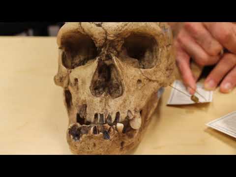 Unboxing a Neanderthal