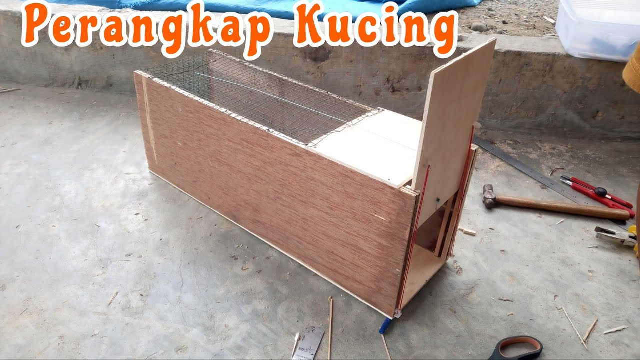 cara membuat perangkap kucing ampuh