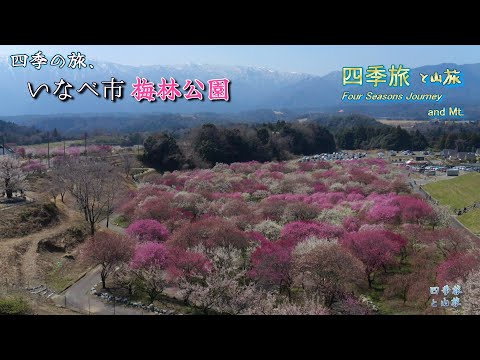 【4K】梅林公園　いなべ市　#春 #梅 #花