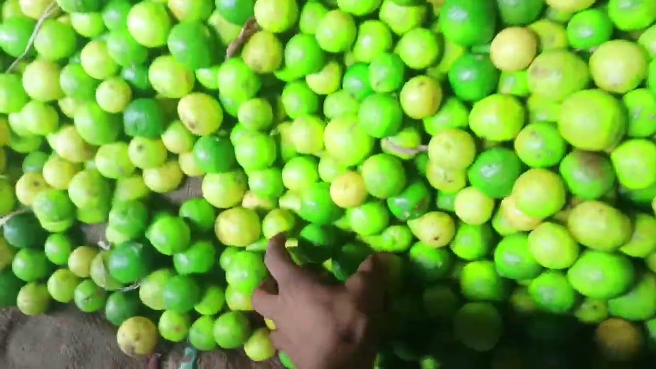  मंडी, लखनऊ📅 ता: 9 जनवरी 6​